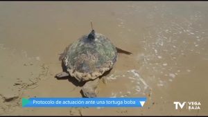 Faunatura visita playas de Guardamar, Torrevieja y Orihuela para proteger a la tortuga boba