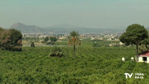 ASAJA Alicante alerta que el calor y la sequía de marzo provocarán pérdidas en las cosechas