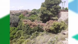 Grave agresión a la microrreserva de flora de Punta de la Glea en la Costa de Orihuela