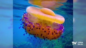 Las medusas «Huevo frito» llegan a nuestra costa