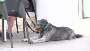 Precaución y cuidados con las mascotas con el termómetro rozando los 40 grados