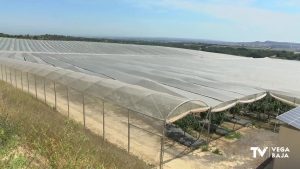 ASAJA calcula un aumento del 15% en la producción del limón fino