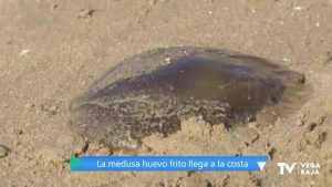 La medusa "huevo frito" invade la playa del Acequión de Torrevieja