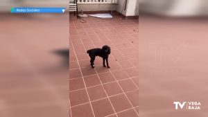 Las redes sociales denuncian la situación en la que se encuentran un perro en Torrevieja