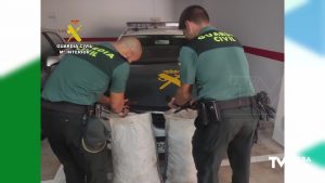 La Guardia Civil investiga a cinco personas dedicadas al robo de algarrobas en la Vega Baja