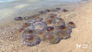 Las medusas invaden la zona de baño del Acequión en Torrevieja