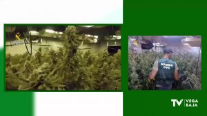 La Guardia Civil desmantela un grupo criminal dedicado a la plantación de marihuana