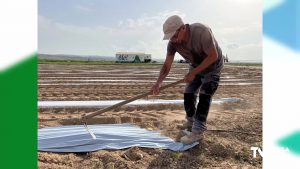 Sistema innovador que ahorra hasta un 25% de agua en el cultivo de la alcachofa
