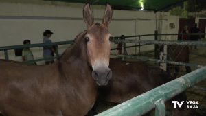 Inaugurada oficialmente la Feria de Ganado de Dolores, FEGADO 2023