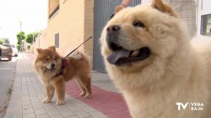 Cuidado con los golpes de calor en nuestras mascotas. Pueden resultar fatales