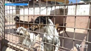 Avanzan las obras de las nuevas perreras de SAT en San Isidro