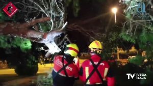 Los bomberos intervienen en la caída de un árbol en la Zenia