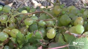 La vendimia en las Lagunas de La Mata y Torrevieja espera recoger en torno a 20.000 kilos de uva