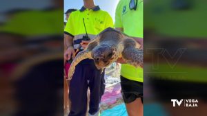 Aparece una tortuga boba en la playa de Los Jesuitas de Pilar de la Horadada