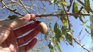 ASAJA Alicante denuncia prácticas desleales en la campaña de la almendra