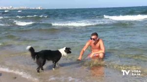 La playa de perros: el plan perfecto para que las mascotas no sufran el calor del verano