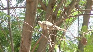 Orihuela toma medidas para prevenir que las palomas ensucien calles, coches y edificios