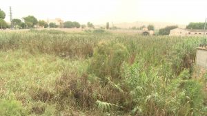 Invasión de cañas en el río Segura a su paso por Formentera del Segura