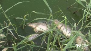 Aparecen peces muertos en el azarbe de El Riacho, a la altura de Catral