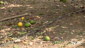 ASAJA calcula que el granizo ha afectado a 4.500 hectáreas de cultivo en la Vega Baja