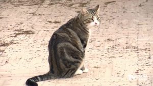 Amigos de los Humedales del Sur alertan sobre la proliferación de gatos en la desembocadura del río Segura y las dunas en Guardamar