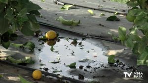 El aforo de limones no llegará al millón de toneladas en la campaña 2023/2024