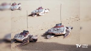 Las cuatro tortugas del nido de 2022 de Guardamar del Segura entran al mar