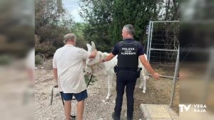 Nuevo hogar para un burro que fue abandonado en la mota del río en Almoradí