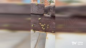 Aparecen chinches terrestres (e inofensivas) en la playa del Cura de Torrevieja