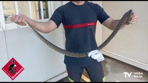 Los bomberos rescatan una serpiente en una vivienda de Almoradí