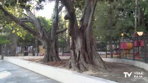 Se intensifican los trabajos para mantener el ficus monumental de la Glorieta Gabriel Miró