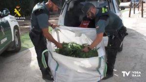 Desmantelada una plantación de marihuana tras quejas ciudadanas por malos olores en una empresa en Catral