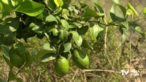 Se frustran las expectativas de los citricultores: la venta de limones se resiente