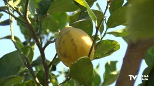 La falta de lluvia motiva una menor producción de cítricos, con bajo calibre y a mayor precio