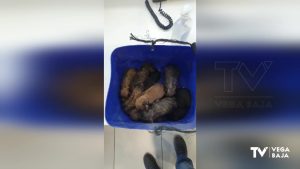 Abandonan una manada de cachorros junto al borde de una carretera de Pilar de la Horadada