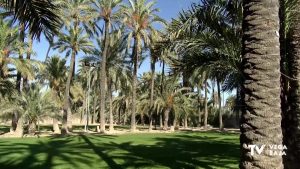 El Centro de Interpretación del Palmeral abre sus puertas durante las fiestas de San Antón