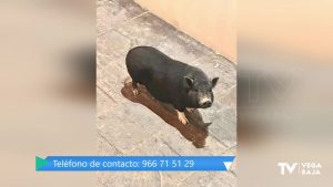 La Policía Local de Rojales busca al dueño de un cerdo vietnamita que ha aparecido en Ciudad Quesada