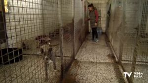 Las protectoras reiteran su compromiso en el cuidado de los animales con motivo de San Antón