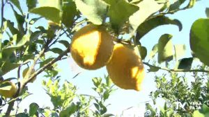 La Unió Llauradora propone una ayuda extraordinaria de retirada de 50.000 toneladas de limones para compensar las pérdidas de los productores alicantinos