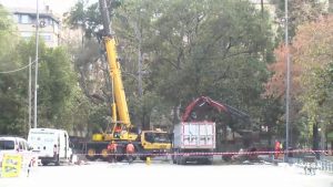 Se talan ejemplares de casuarinas en la Glorieta Gabriel Miró por "inminente peligro de caída"