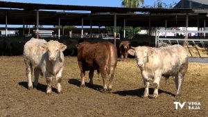 La Conselleria de Agricultura confirma el primer caso del virus de la Lengua Azul en Orihuela