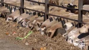 Un caso de Lengua Azul en Orihuela obliga a vacunar a todas las ovejas y vacas mayores de tres meses en la provincia de Alicante