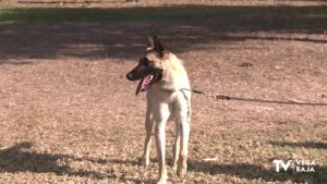 "Los ángeles de la guarda" de los animales del albergue municipal de Torrevieja