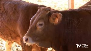 El Consell recuerda que es seguro consumir leche, carne y sus derivados tras detectar un caso de Lengua Azul en Orihuela