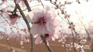 Los almendros en flor se dejan ver en Torremendo y clamando agua de lluvia para no secarse