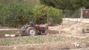 La huerta sigue clamando lluvia para salvar los cultivos de temporada