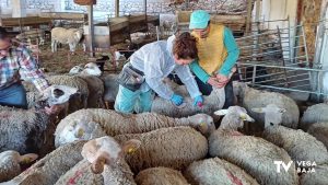 Arranca la vacunación contra la lengua azul en la cabaña ganadera de la provincia de Alicante