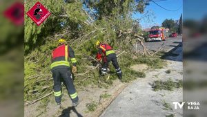 Las fuertes rachas de viento provocan la caída de pinos en Bigastro