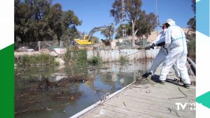 La Confederación Hidrográfica del Segura retira 13 toneladas de plástico de la desembocadura del río Segura