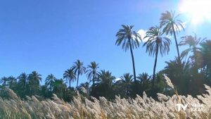 El Palmeral de Orihuela se convierte en escenario de un taller de iniciación a la fotografía